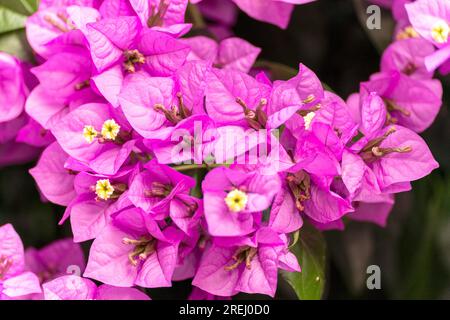 Bougainvillea-Blüten Stockfoto