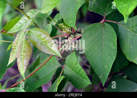 Gift Ivy (Toxicodendron radidicans) in voller Blüte. Eine häufig vorkommende giftige Pflanze, die Hautausschlag verursacht, kann anhand von drei Blättern identifiziert werden. Stockfoto