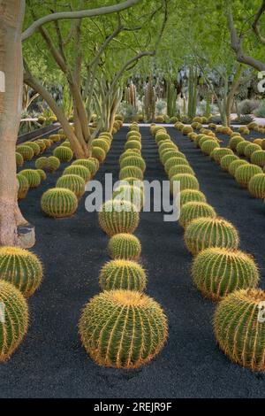 Die Golden Barrel Cactus Ausstellung ist eine der vielen botanischen Ausstellungen, die das Sunnylands Center and Gardens in Rancho Mirage, Kalifornien, hervorhebt. Stockfoto