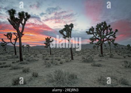 Der farbenfrohe Sonnenuntergang im Herbst über dem Joshua Tree-Nationalpark in Kalifornien. Stockfoto