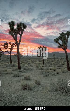 Der farbenfrohe Sonnenuntergang im Herbst über dem Joshua Tree-Nationalpark in Kalifornien. Stockfoto