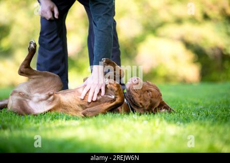 Ein Mischhund von Pit Bull Terrier, der im Gras liegt und einen Bauch abbekommt Stockfoto