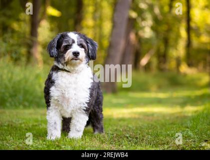 Ein schwarz-weißer Shih Tzu x Poodle Mischhund, der in die Kamera schaut Stockfoto