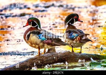 Zwei Wood Ducks Im Presque Isle State Park Stockfoto