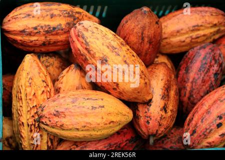 salvador, bahia, brasilien - 2. juli 2023: Kakaofrüchte zum Verkauf auf einer kostenlosen Messe in der Stadt Salvador. Stockfoto