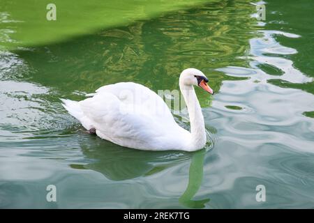 Ein weißer Schwan schwimmt auf grünem Wasser Stockfoto