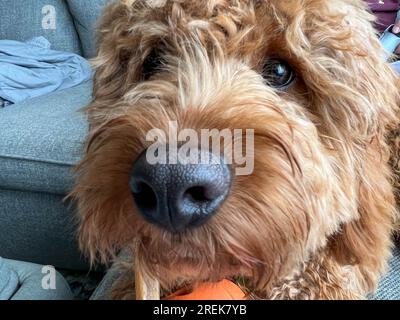 Ein süßer, flauschiger, rot gefärbter Cavapoo Welpe, der ein Leckerbissen isst. Stockfoto