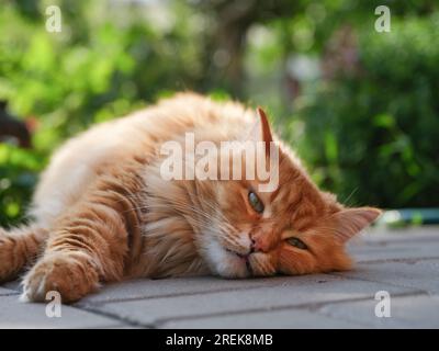 Eine Ingwerkatze, die auf Fliesen im Garten liegt. Schließen. Stockfoto