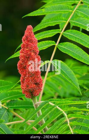 Staghorn Sumac (Rhus typhina) entlang des Farmington River Trail, Burlington, Connecticut Stockfoto