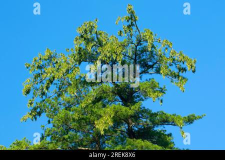 Östliche weiße Kiefer (Pinus Strobus), West Hartford Reservoirs, West Hartford, Connecticut Stockfoto