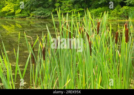 Lower Pond, AW Stanley Park, New Britain, Connecticut Stockfoto