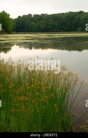 Lower Pond, AW Stanley Park, New Britain, Connecticut Stockfoto