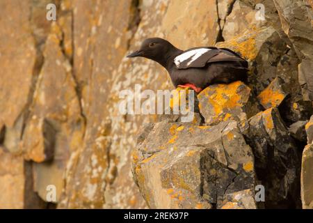 Pigeon guillemot (Cepphus columba), Seal Rock State Park, Oregon Stockfoto