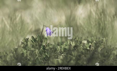 Eine einzelne Ohrblattblume oder Feenhülse ( Campanula Cochlearifolia ), weicher pastellgrüner Hintergrund, niedriger Winkel, Kopierbereich Stockfoto