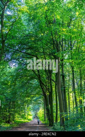 Der Duisburg City Forest, ein Waldgebiet von ca. 600 ha im Südosten von Duisburg, NRW, Deutschland, Stockfoto