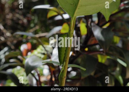 Seitenansicht einer vertikal auf einem Pflanzenstamm sitzenden, grünen jay-Raupe Stockfoto