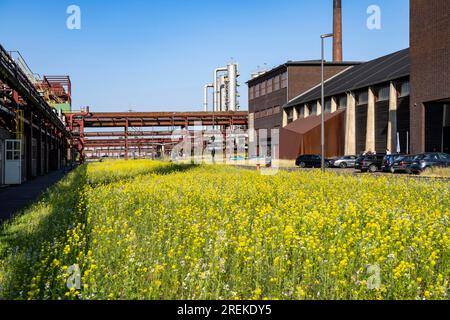 Natur im Kokereiwerk Zollverein, in der Zollverein-Grube, blühende Wiesen zwischen Bandbrücken, Schornsteine, Chemieanlagen, Kokereibatterien, NR Stockfoto