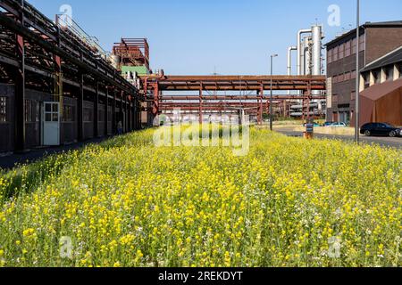 Natur im Kokereiwerk Zollverein, in der Zollverein-Grube, blühende Wiesen zwischen Bandbrücken, Schornsteine, Chemieanlagen, Kokereibatterien, NR Stockfoto