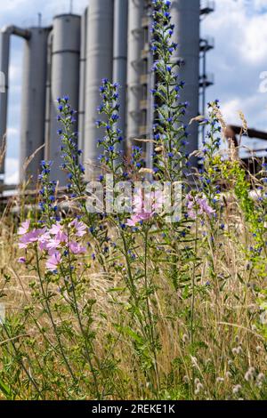 Natur im Kokereiwerk Zollverein, in der Zollverein-Grube, blühende Wiesen zwischen Bandbrücken, Schornsteine, Chemieanlagen, Kokereibatterien, NR Stockfoto