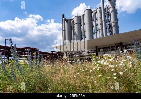 Natur im Kokereiwerk Zollverein, in der Zollverein-Grube, blühende Wiesen zwischen Bandbrücken, Schornsteine, Chemieanlagen, Kokereibatterien, NR Stockfoto