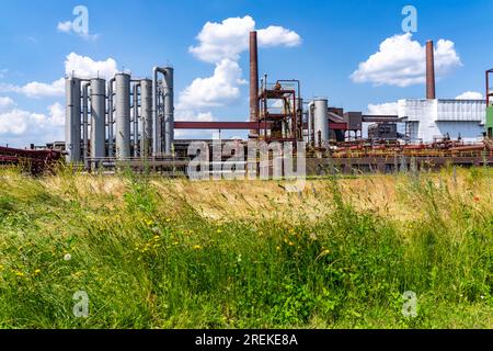 Natur im Kokereiwerk Zollverein, in der Zollverein-Grube, blühende Wiesen zwischen Bandbrücken, Schornsteine, Chemieanlagen, Kokereibatterien, NR Stockfoto