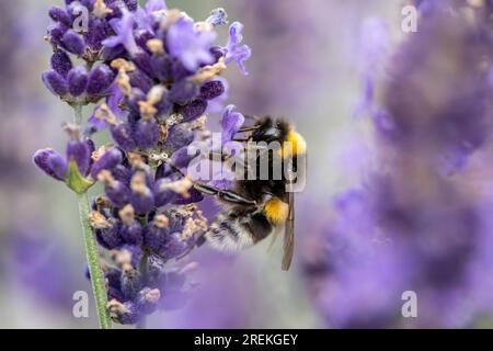 Hummel, Erdhummel auf einer Lavendelblume, Stockfoto