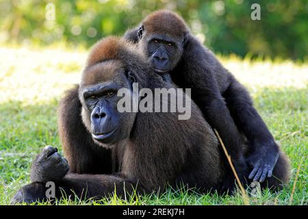 Westlicher Tiefland-westlicher Gorilla (Gorilla Gorilla) Lowland g. Gorilla Erwachsene weibliche Frau mit jungen Kindern mit Baby Vorkommen: Afrika Stockfoto