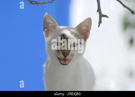 Junge Hauskatzen, Weiße und Tortie, Porträt, Tinos Island, Kykladen, Griechenland, Katzenmiaows, White and Tortie, Portait, Kykladen, Griechenland Stockfoto