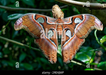 Frisch geschlüpfte Attacus-Motte (Attacus-Atlas), Art Pfauenmotte, Verbreitung in den Subtropien, Südostasien, China, Indien Japanisch Yaeyama Stockfoto