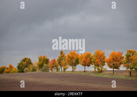 Bilder der Herbststimmung aus dem Harz-Gebirge Stockfoto