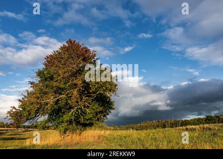 Bilder der Herbststimmung aus dem Harz-Gebirge Stockfoto