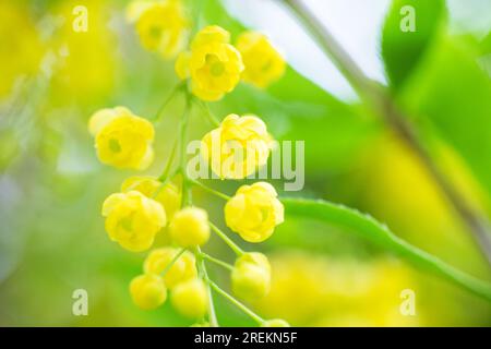 Berberis vulgaris, einfach Barbeerblüten. Die Knospen sammeln sich im Frühling auf Blooming Common oder European Barberry Stockfoto