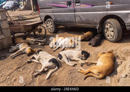 Bohri Kadal, Srinagar, Jammu und Kaschmir, Indien. 25. Oktober 2022. Straßenhunde schlafen in Srinagar. Stockfoto