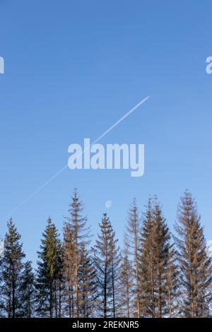Tree Tops mit blauem Himmel Stockfoto