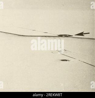 "Ökologische Untersuchungen des Tundrabioms in der Region Prudhoe Bay, Alaska" (1975) Stockfoto