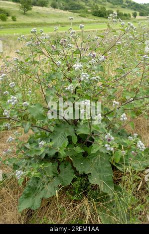 Große Klette (Arctium lappa) Stockfoto