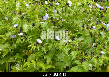 Schuppenfliegenpflanze (Nicandra physaloides), Apfel aus Peru Stockfoto