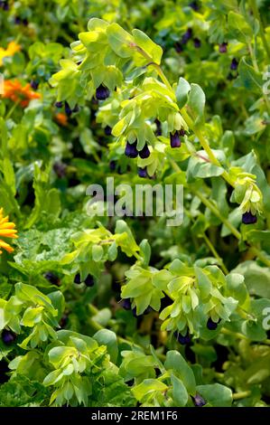 Blaugarnelenpflanze (Cerinthe major var. Purpurascens), Blaue Honigkraut, Blaue Wachsblume Stockfoto