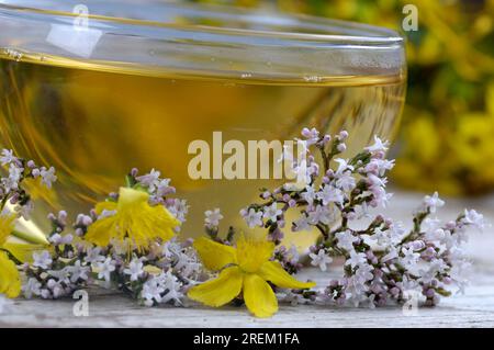 Eine Tasse Tee mit Baldrian und St. Johanniskraut (Valeriana officinalis) (Hypericum perforatum), beruhigender Tee, Baldriantee, St. Johanniskraut-Tee Stockfoto