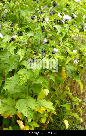 Schuppenfliegenpflanze (Nicandra physaloides), Apfel aus Peru Stockfoto