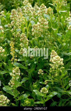 Reseda odorata, Familie Reseda (Resedaceae) Stockfoto