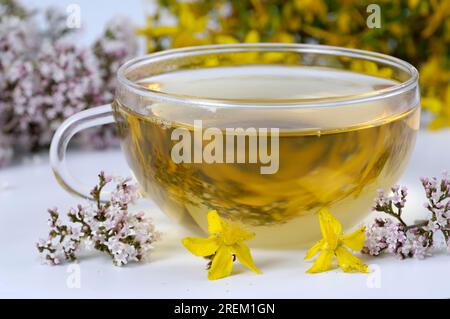 Eine Tasse Tee mit Baldrian und St. Johanniskraut (Valeriana officinalis) (Hypericum perforatum), beruhigender Tee, Baldriantee, St. Johanniskraut-Tee Stockfoto