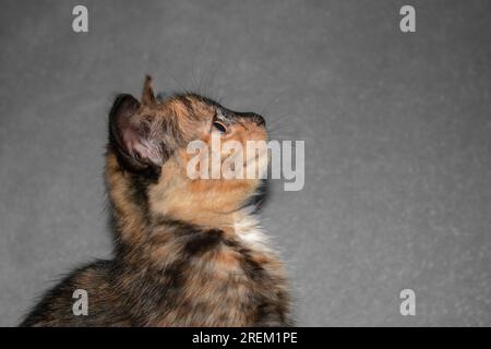 Die dreifarbige Katze auf grauem Hintergrund sieht in die Kamera. Stockfoto