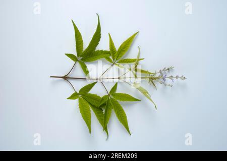 Mönchspfeffer (Vitex negundo heterophylla) Stockfoto