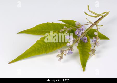 Mönchspfeffer (Vitex negundo heterophylla) Stockfoto