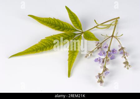 Mönchspfeffer (Vitex negundo heterophylla) Stockfoto