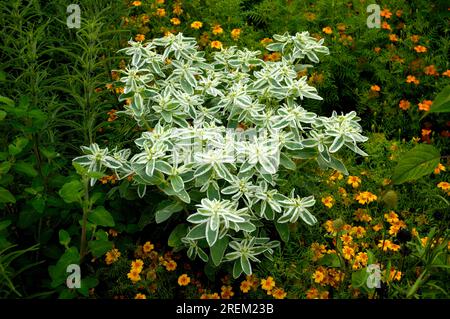 Weißkantengräber „Icicle“ (Euphorbia marginata), Schnee auf dem Berg, Bergschnee Stockfoto