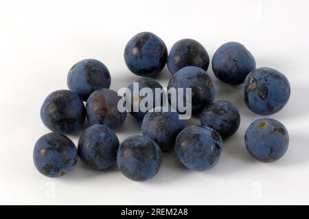 Schwarzer Dorn (Prunus spinosa) Stockfoto