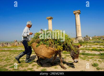 Bauer mit Esel, Volubilis, Hauseis, Marokko Stockfoto