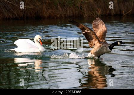 Stumm Swan (Cygnus olor) auf der Jagd nach Kanada Gans (Branta canadensis), Deutschland Stockfoto